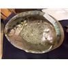 Image 1 : ABALONE SHELL