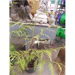 LIVE PLANT - TREE