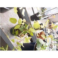 LIVE PLANT - JAPANEESE CHERRY