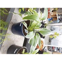 LIVE PLANT