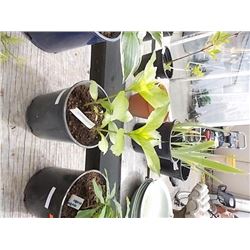 LIVE PLANT - HYDRENGIA