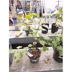 LIVE PLANT - LILAC
