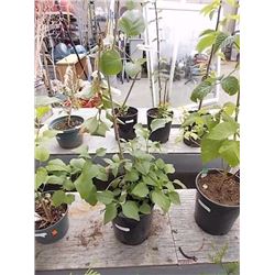 LIVE PLANT - LILAC