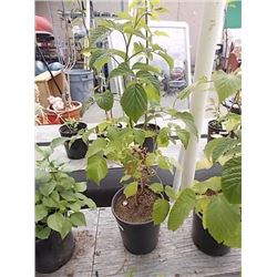 LIVE PLANT -RASPBERRY