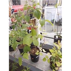 LIVE PLANT -RASPBERRY
