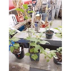 LIVE PLANT - LILAC
