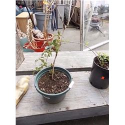 LIVE PLANT - HYDRANGEA