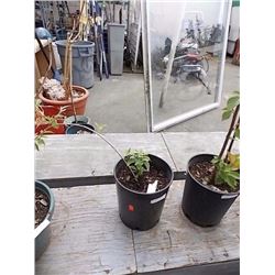 LIVE PLANT - LILAC