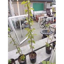 LIVE PLANT - TREE