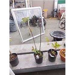 LIVE PLANT - TREE