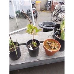 LIVE PLANT - HYDRANGEA