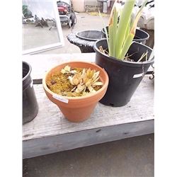 LIVE PLANT