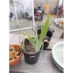 LIVE PLANT