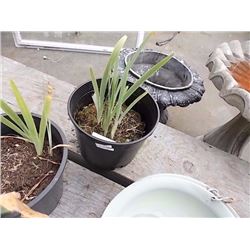LIVE PLANT