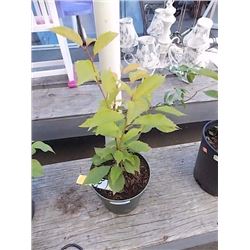 LIVE PLANT - JAPANEESE CHERRY