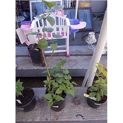 LIVE PLANT - LILAC