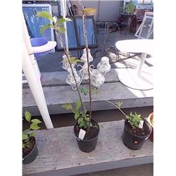 LIVE PLANT - TREE