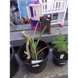 LIVE PLANT