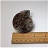 Image 1 : #17 -  LARGE AMMONITE FOSSIL SPECIMEN