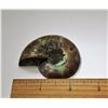 Image 2 : #17 -  LARGE AMMONITE FOSSIL SPECIMEN