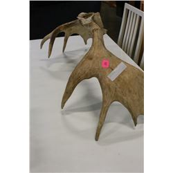 MOOSE ANTLERS