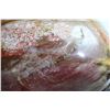 Image 1 : Natural Healing Colorful Petrified Wood 1025 Carats