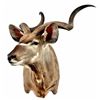 Greater Kudu Taxidermy Mount