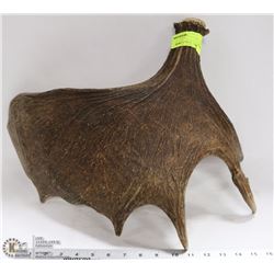 SHED MOOSE HORN READY FOR CARVING