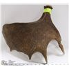Image 1 : SHED MOOSE HORN READY FOR CARVING