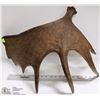 Image 1 : SHED MOOSE HORN READY FOR CARVING