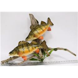 SET OF 2 FRESH WATER PERCH TAXIDERMY