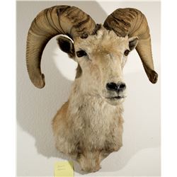 Desert Bighorn Sheep Shoulder Mount
