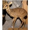 Image 1 : Dik-Dik Full Body Mount