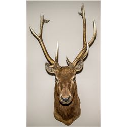 North American Elk Shoulder Mount