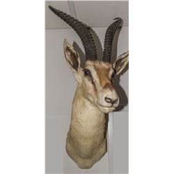 Phillips Gazelle Shoulder Mount