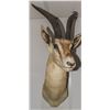 Image 1 : Phillips Gazelle Shoulder Mount