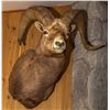 Image 1 : Second Rocky Mountain Bighorn Sheep Shoulder Mount
