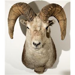 Stone Sheep Shoulder Mount