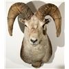 Image 1 : Stone Sheep Shoulder Mount