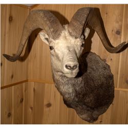 Second Stone Sheep Shoulder Mount