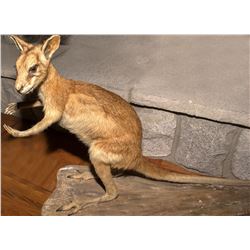 Wallaby Full Body Mount