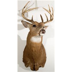 White Tail Deer Shoulder Mount
