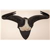 Image 1 : Wildebeest Horns Mount