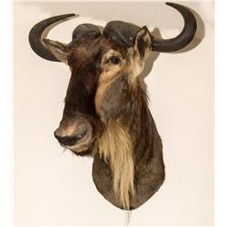 Wildebeest Shoulder Mount