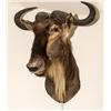 Image 1 : Wildebeest Shoulder Mount