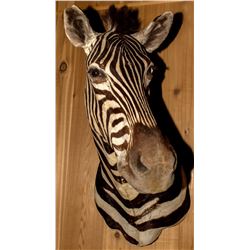 Zebra Shoulder Mount
