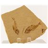 Image 1 : Green River Fossil Fish