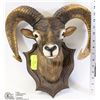 Image 1 : BIG HORN SHEEP WALL DISPLAY