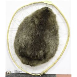 TANNED BEAVER PELT MOUNTED
