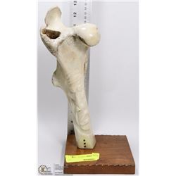 CARVED BONE OF A FACE